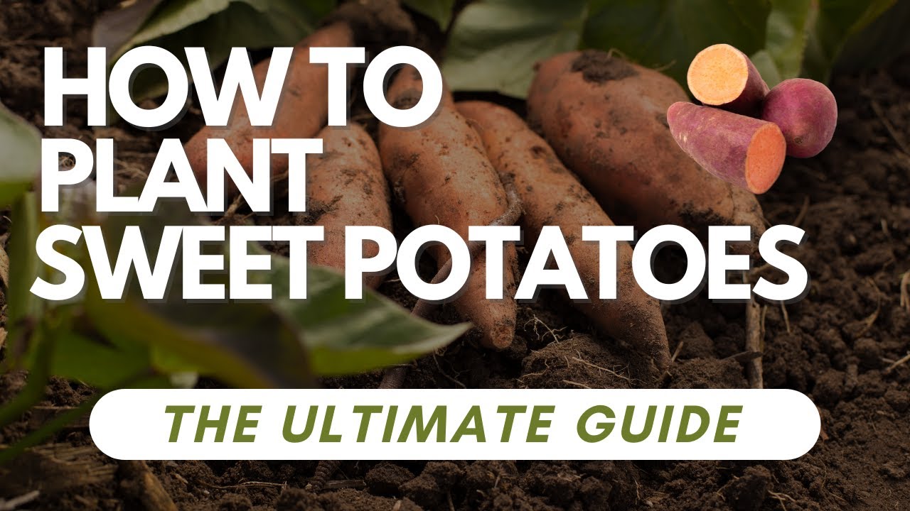 Cultivation Of Sweet Potatoes Yield Boosting Tips 5