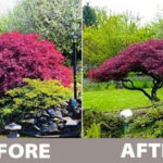 Cutting Back Japanese Maple