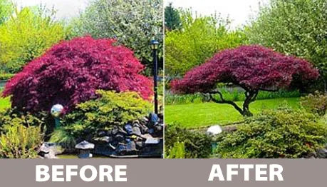 Cutting Back Japanese Maple
