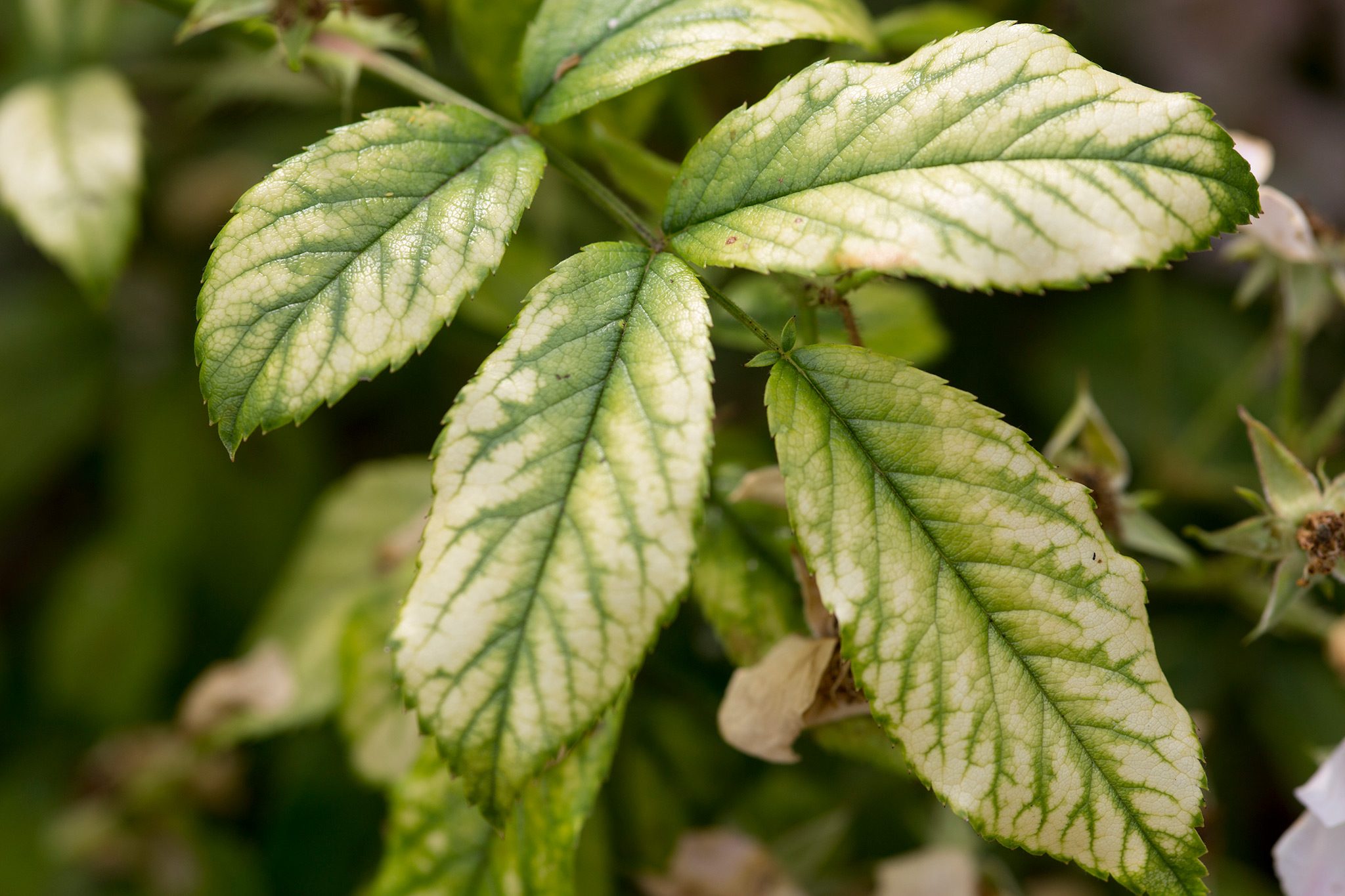 Deficiency Of Magnesium In Plants: Growth Alert!