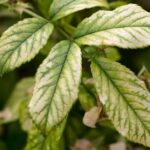 Deficiency Of Magnesium In Plants