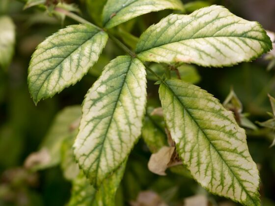Deficiency Of Magnesium In Plants
