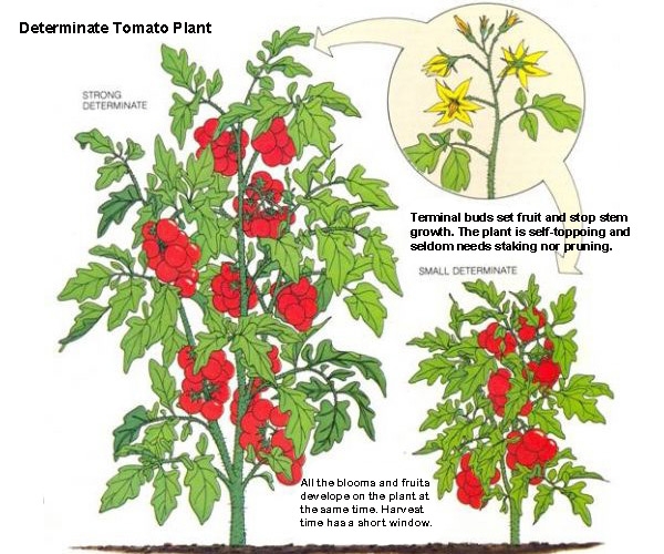 Determinate Or Indeterminate Tomatoes