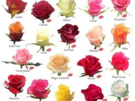 Different Types Of Roses With Pictures And Names