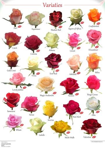 Different Types Of Roses With Pictures And Names