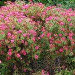 Do Perennials Come Back Every Year Perennial Power Blooms 1