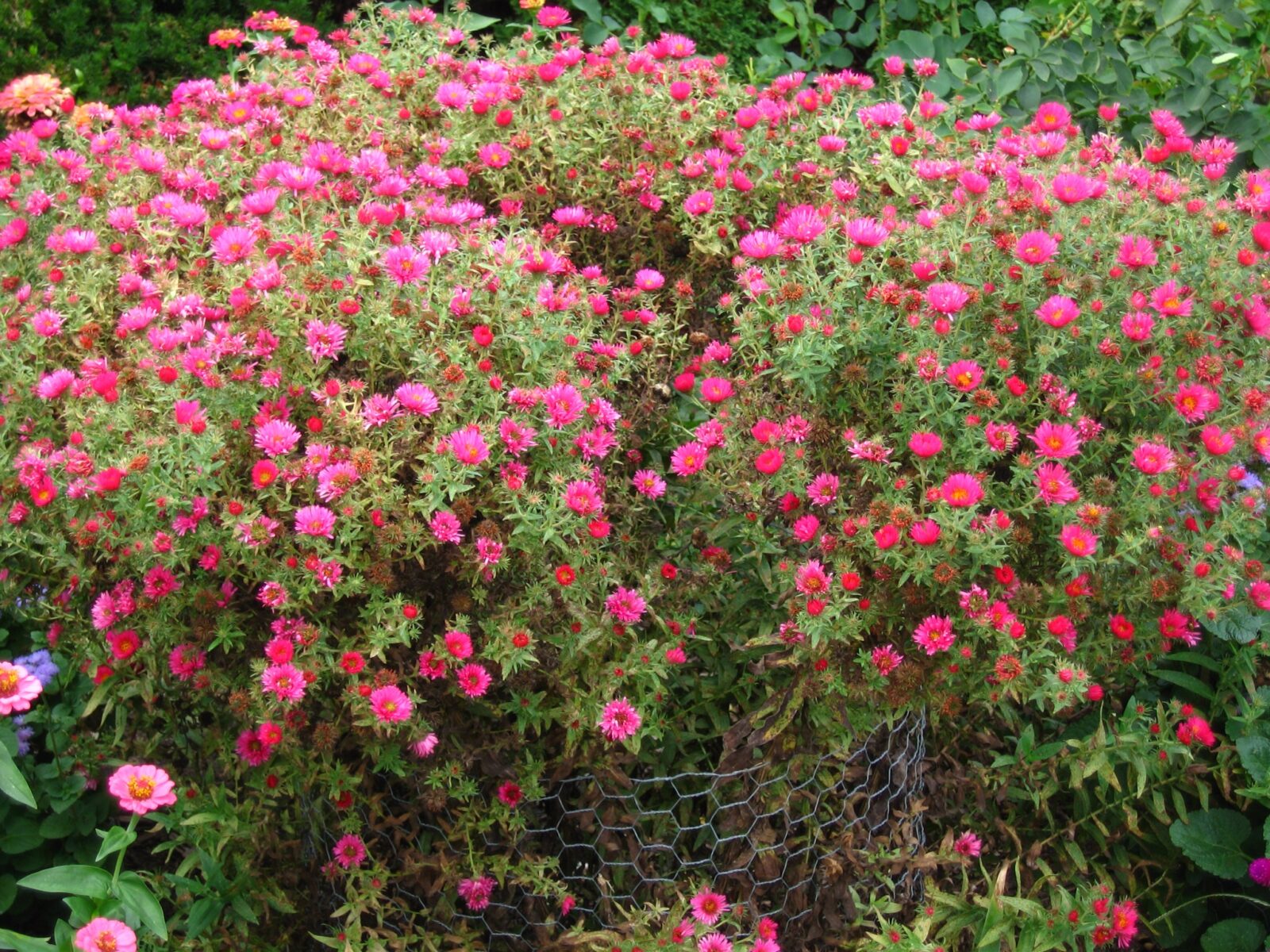 Do Perennials Come Back Every Year Perennial Power Blooms 1