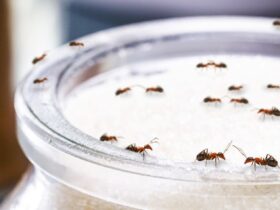 Does Diatomaceous Earth Kill Ants