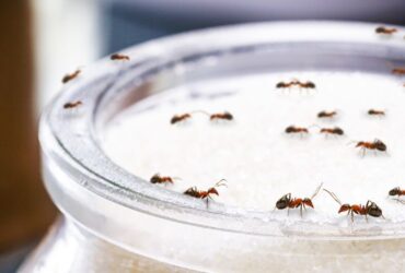 Does Diatomaceous Earth Kill Ants