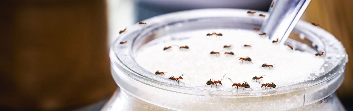 Does Diatomaceous Earth Kill Ants