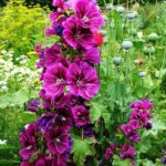 Does Hollyhock Come Back Every Year
