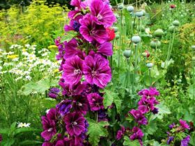 Does Hollyhock Come Back Every Year