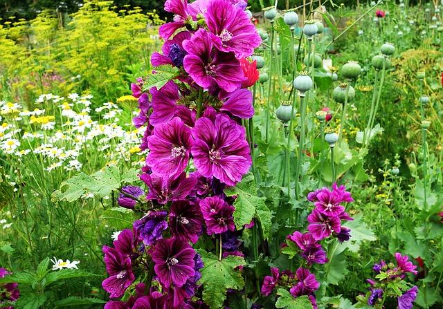 Does Hollyhock Come Back Every Year