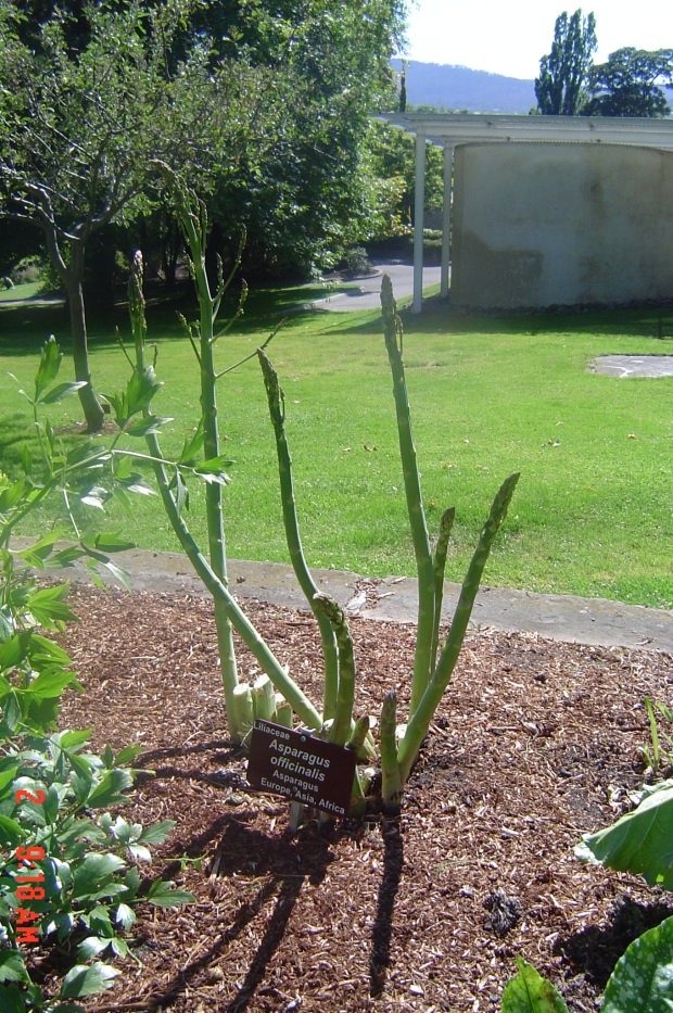 How To Grow Asparagus Plants: Expert Tips Unveiled