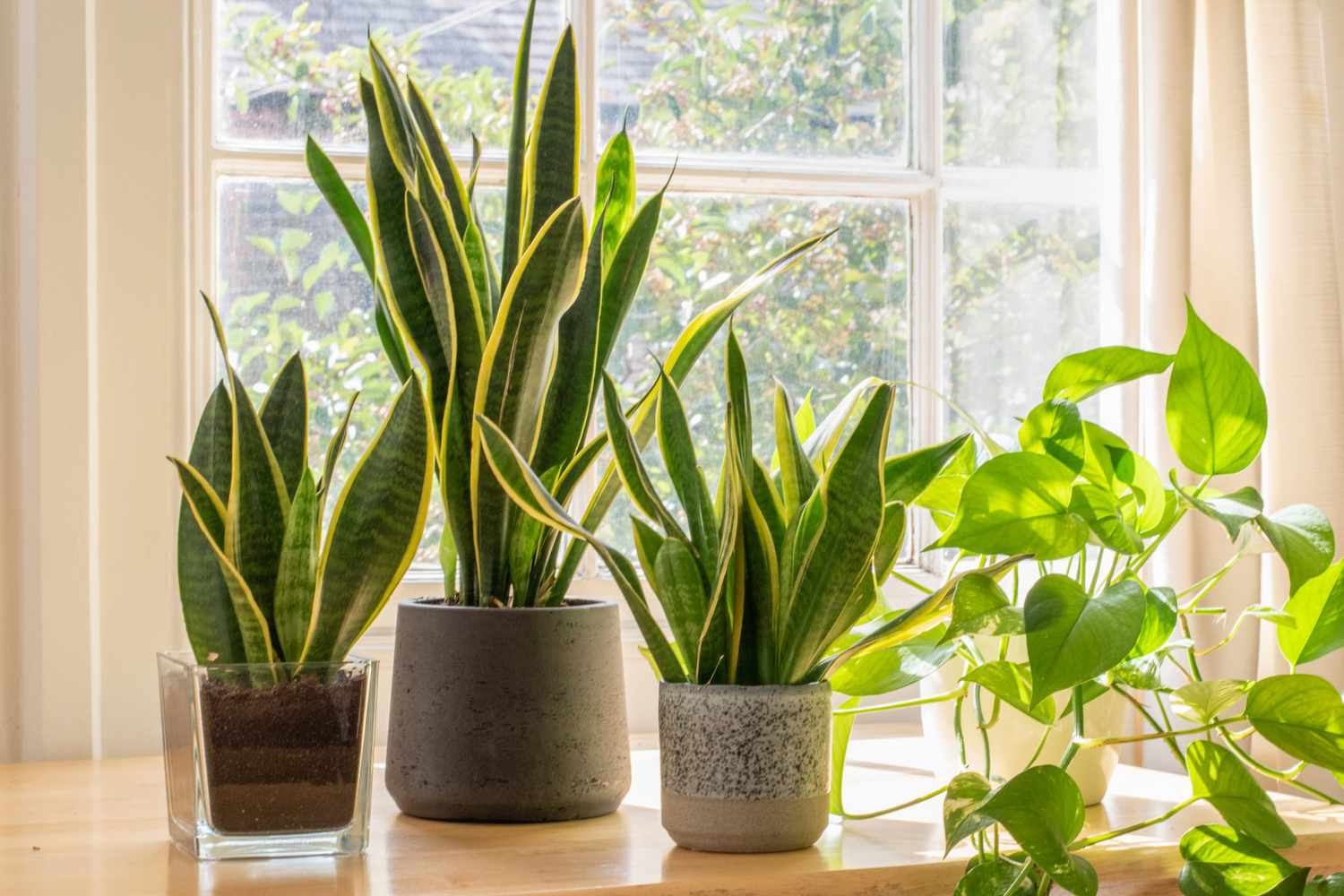 How To Care For Indoor Snake Plant: Easy Growth Tips