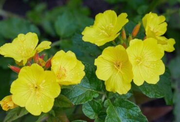 Evening Primrose Oenothera Biennis