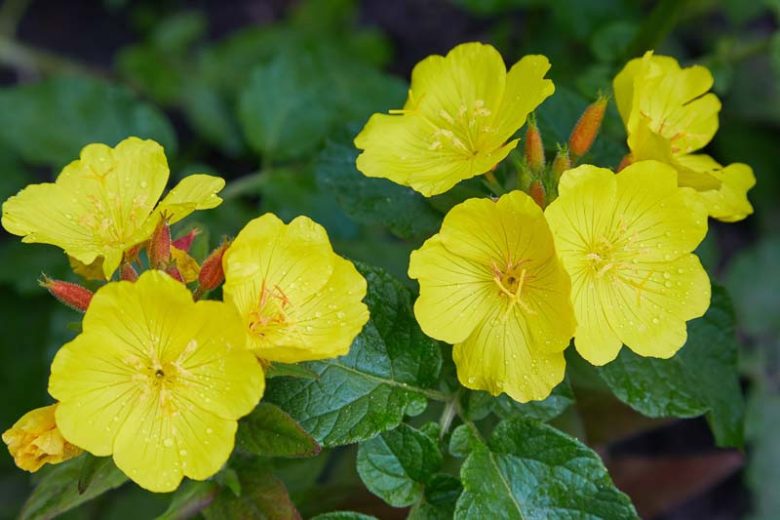 Evening Primrose Oenothera Biennis