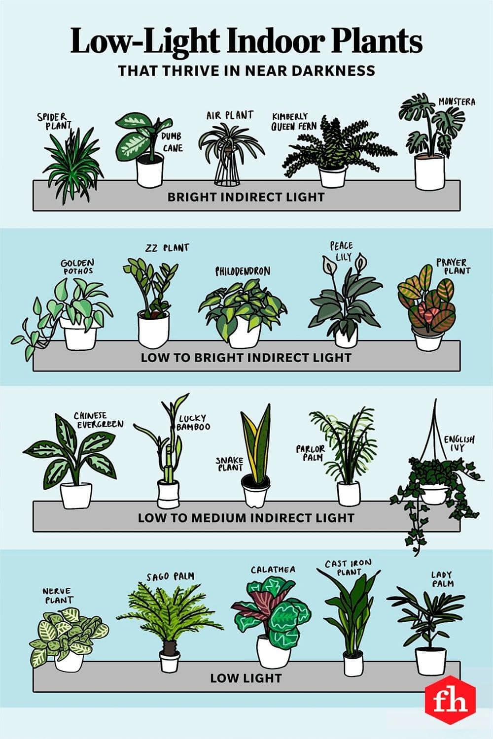 Best Indoor House Plants Low Light: Lush Oasis Secrets