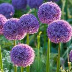Flower Plants That Come Back Every Year