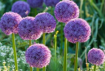 Flower Plants That Come Back Every Year