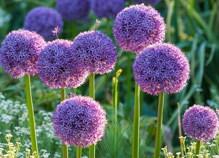 Flower Plants That Come Back Every Year