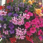 Flowering Plants Hanging Baskets