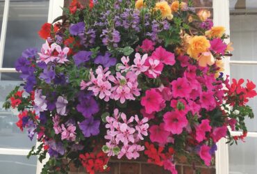 Flowering Plants Hanging Baskets