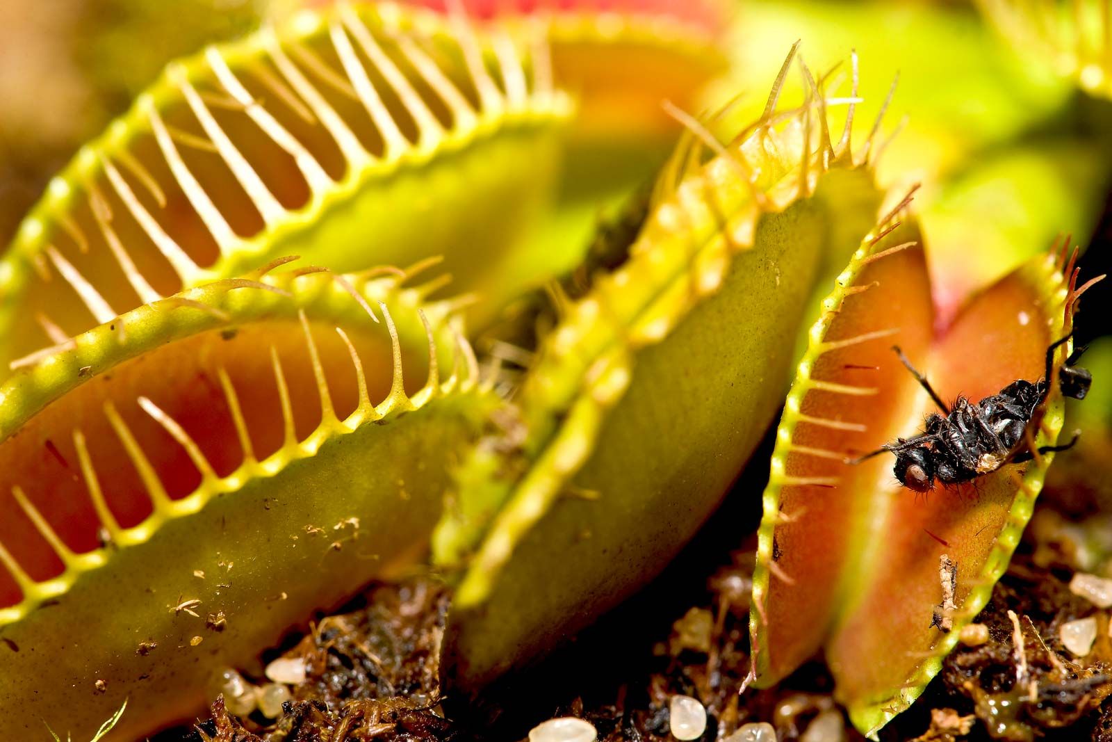 Planting Venus Flytrap: Grow Carnivorous Wonders!