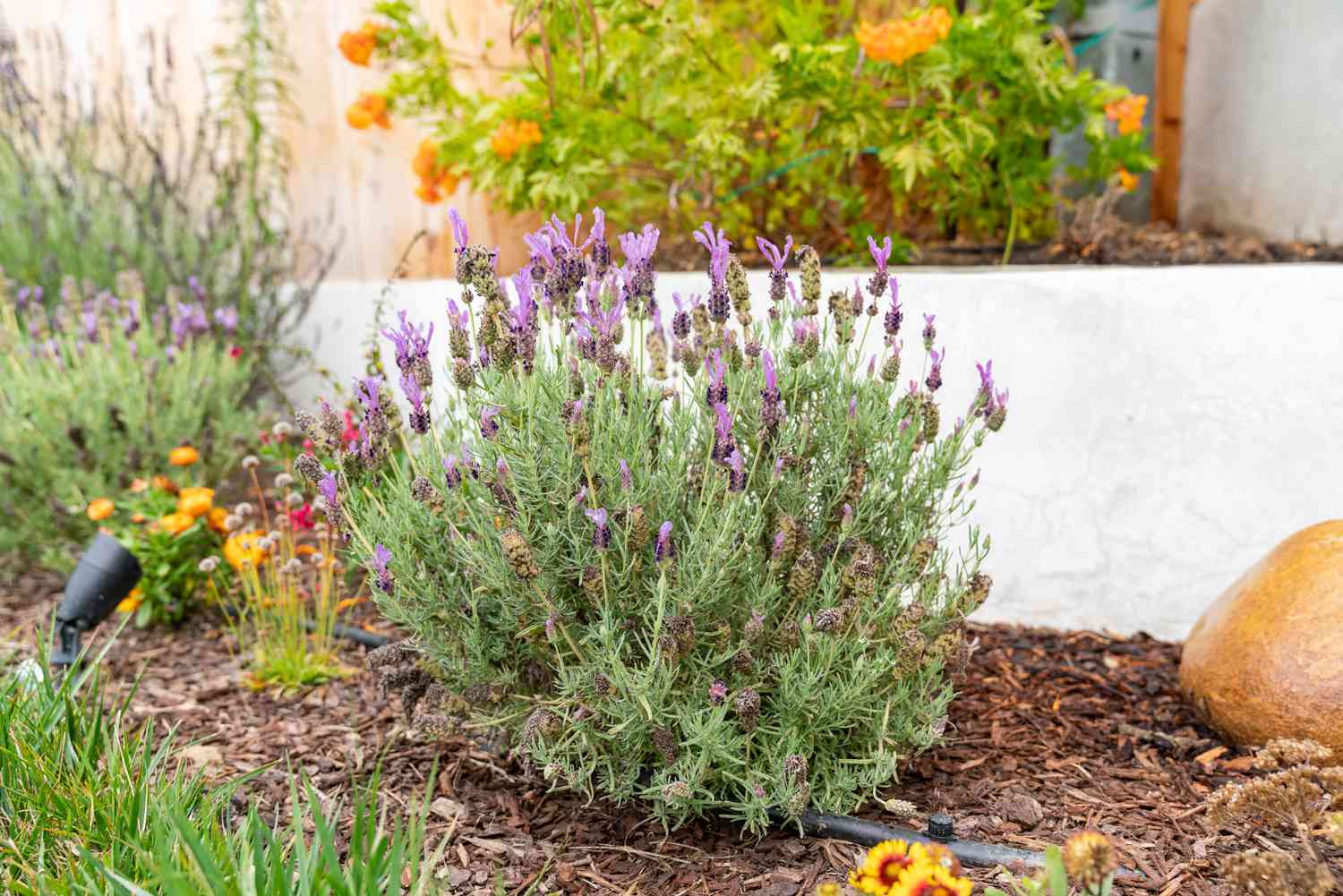 Lavender Plants Growing Conditions: Thrive With These Tips!
