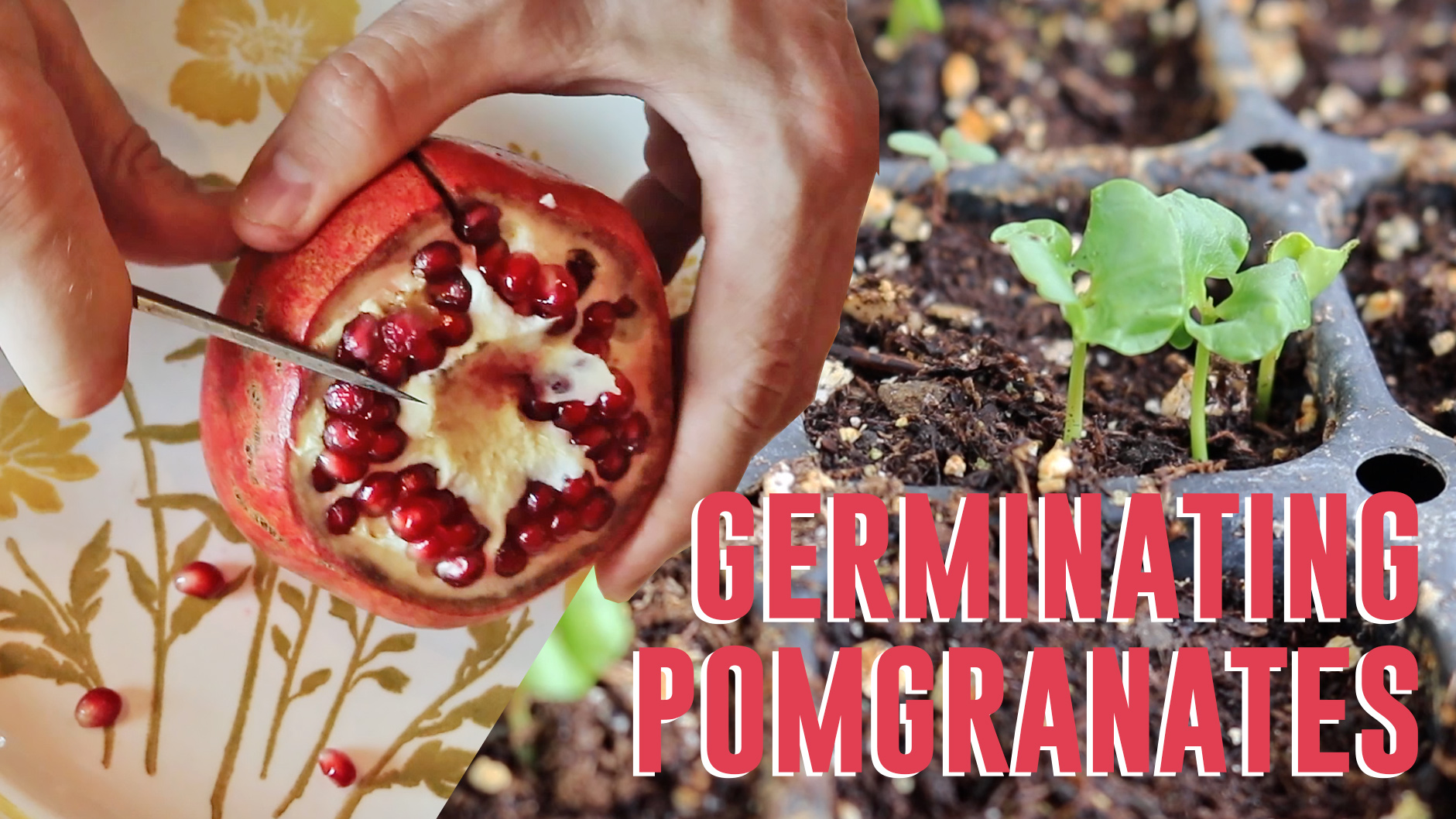 How To Grow Pomegranate Plant From Seed: Easy Tips!