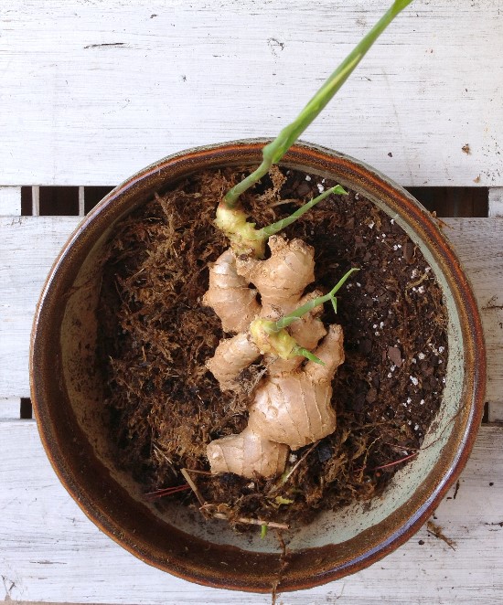 How To Grow Ginger From Ginger Root: Easy Cultivation Tips
