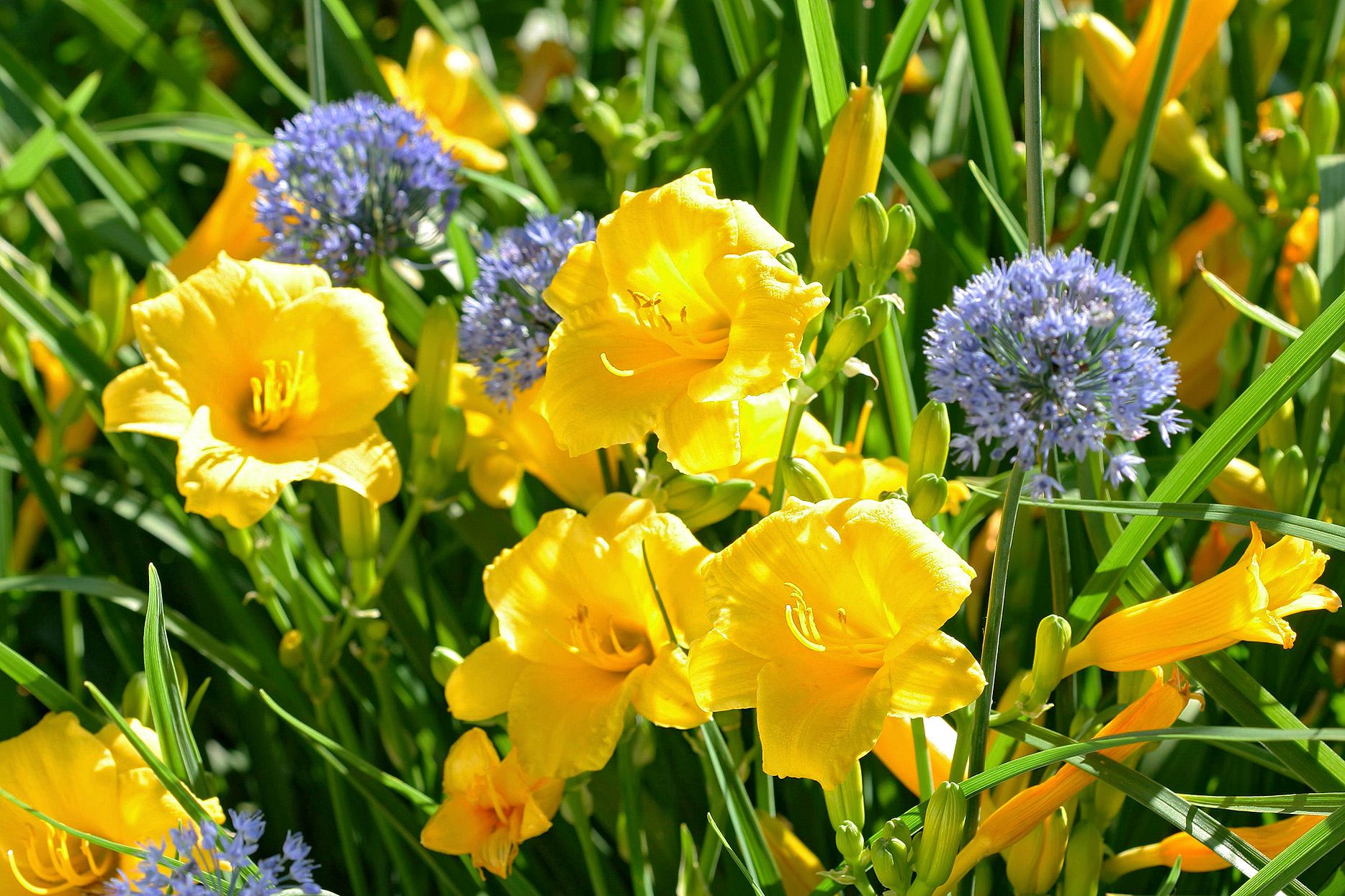 Perennials Flowers Bloom All Summer: Vibrant Oasis Guide