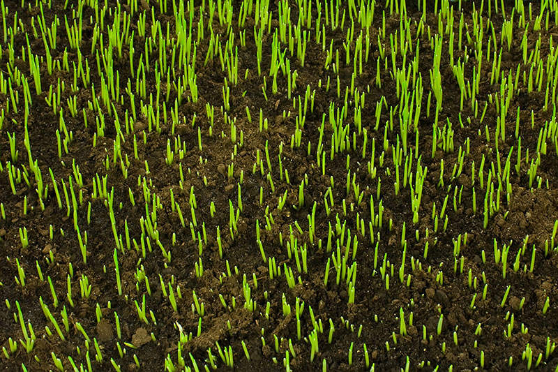 How Long Does It Take For Grass Seeds To Sprout: Quick Guide