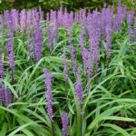 Grassy Plants With Purple Flowers