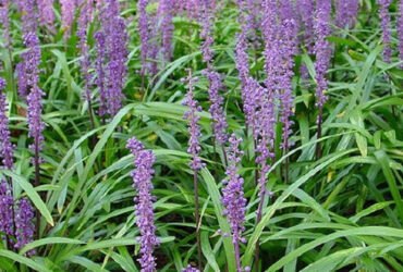 Grassy Plants With Purple Flowers