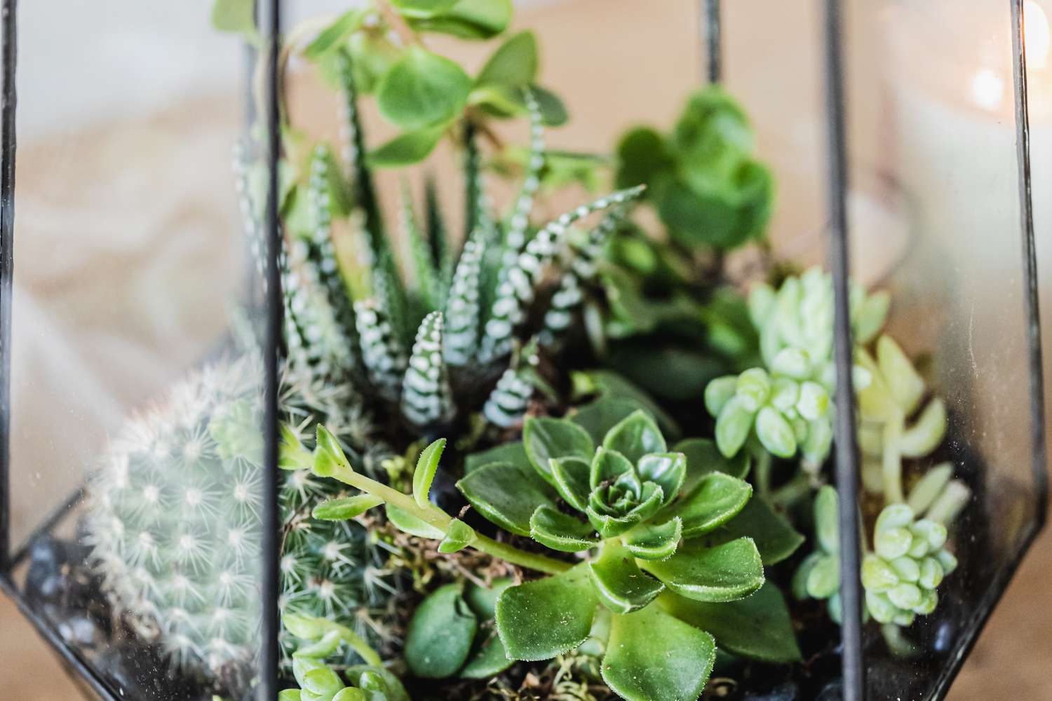 What Are The Best Plants For A Terrarium: Top Picks!