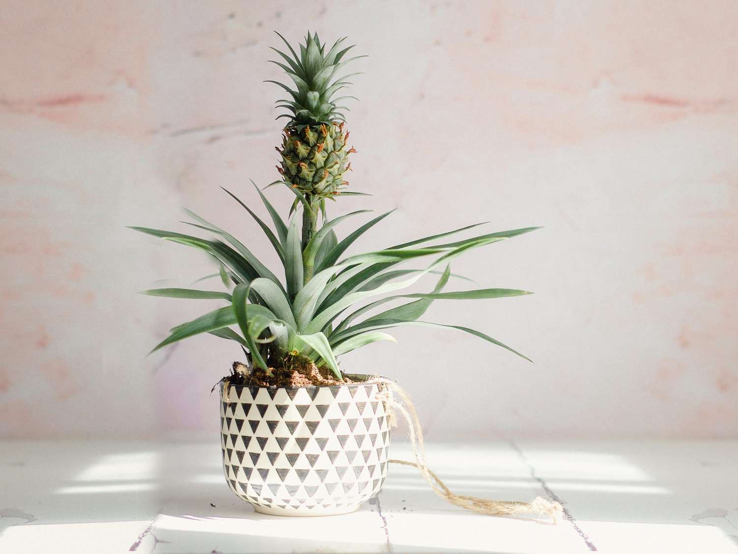 How To Take Care Of A Pineapple Plant: Expert Tips Unveiled