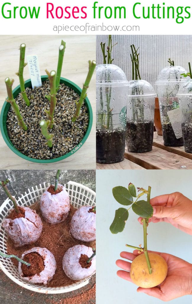 How Do You Grow Roses From Cuttings: Expert Tips Revealed