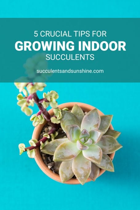 How To Take Care Of A Succulent Plant: Expert Tips!
