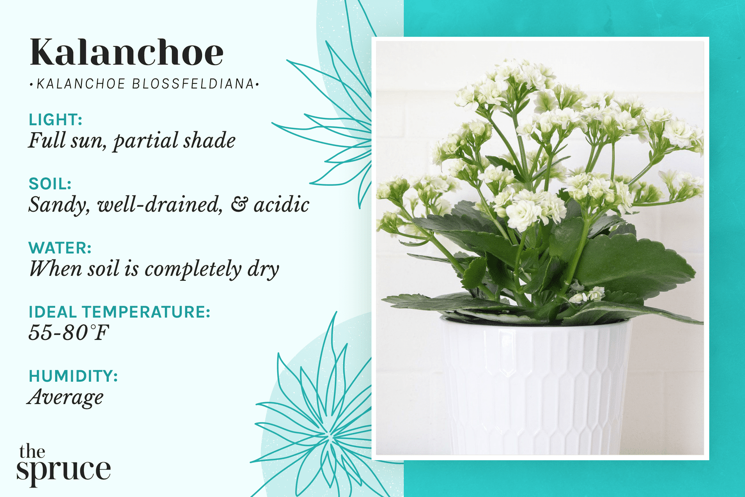 How Do You Care For A Kalanchoe Plant: Pro Tips Unveiled