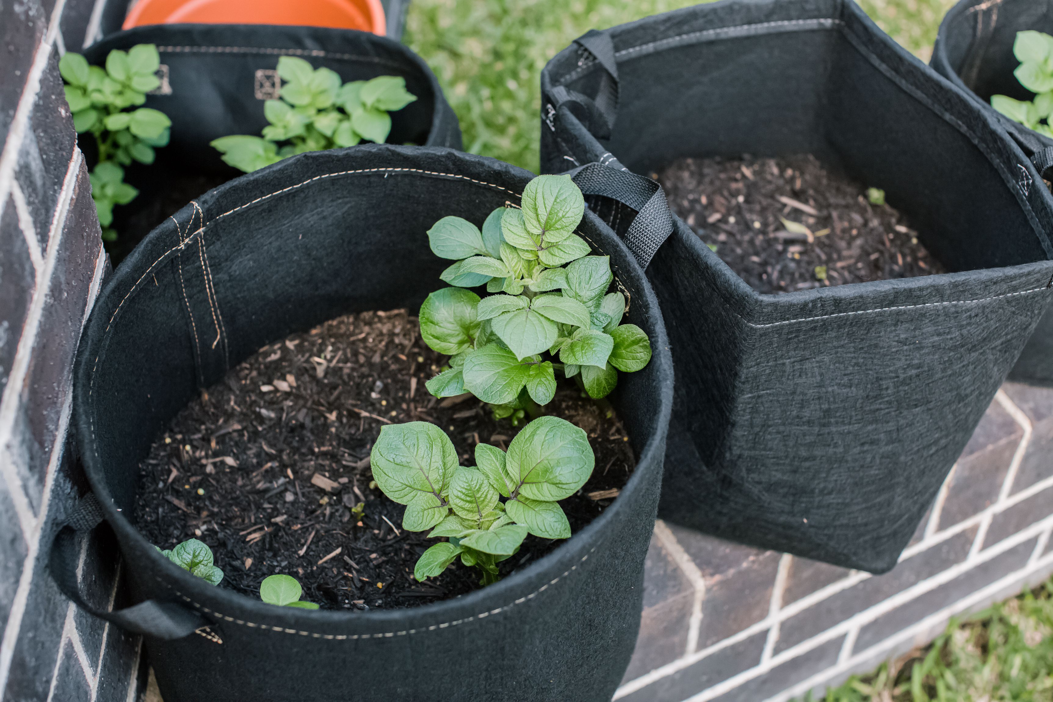 How To Plant Potatoes In A Container: Easy Growth Tips