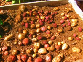 Growing Sweet Potatoes From Plants Yield Secrets Unveiled 3