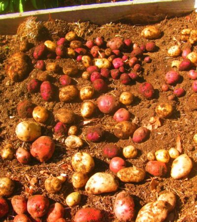 Growing Sweet Potatoes From Plants Yield Secrets Unveiled 3