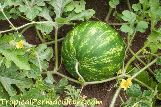 What Does A Watermelon Plant Look Like? Unveil Its Secrets!