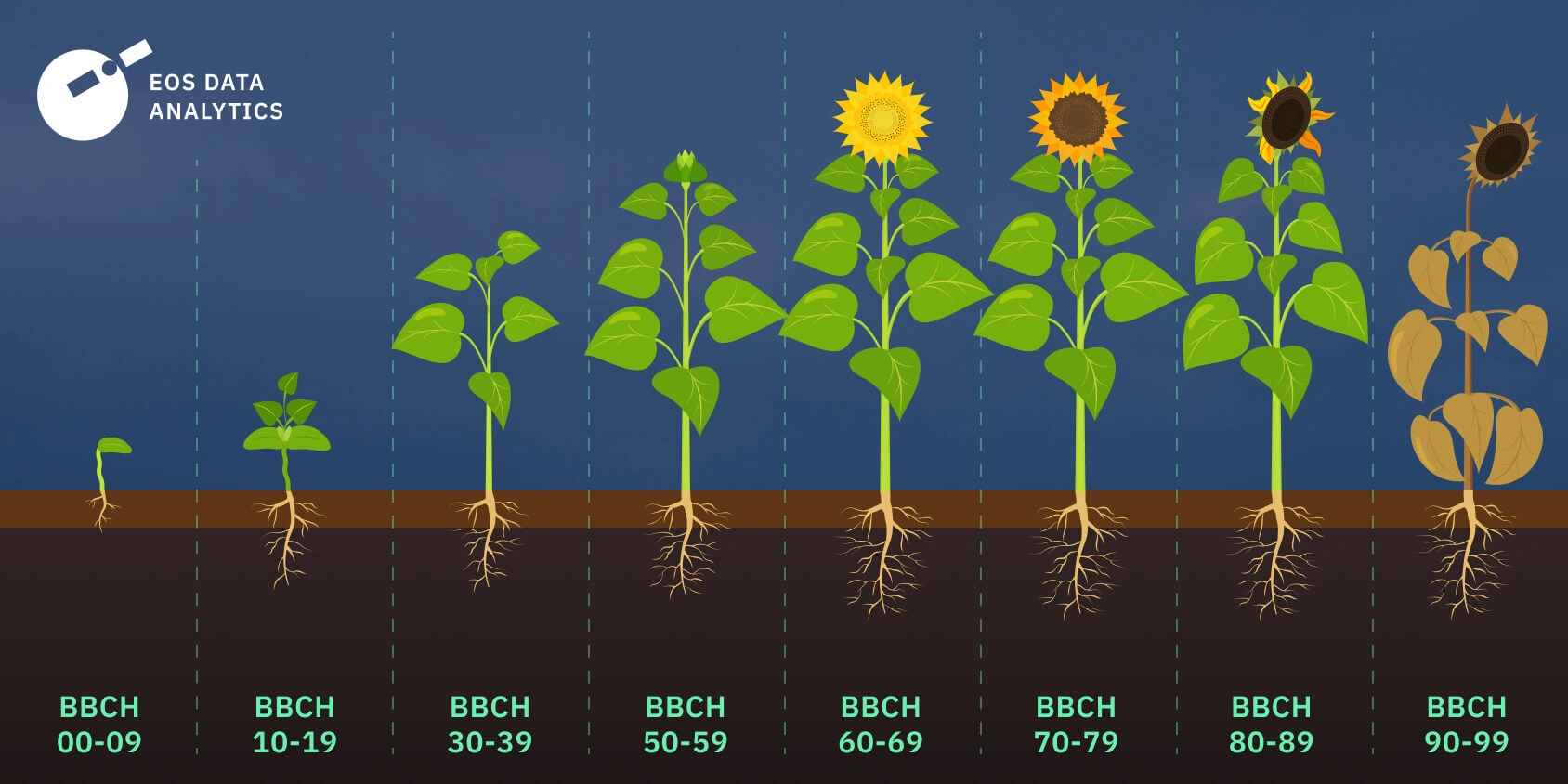 How Long Does It Take For Sunflowers To Grow: Quick Guide