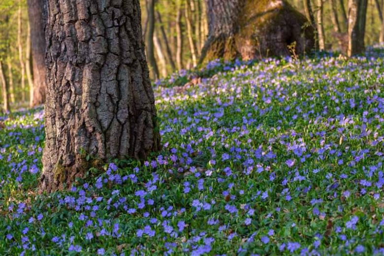 Creeping Myrtle (Vinca Minor): Unleash Groundcover Glory!