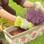 Heath And Heather Plants: How To Grow And Care