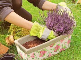 Heath And Heather Plants: How To Grow And Care