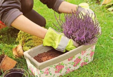 Heath And Heather Plants: How To Grow And Care