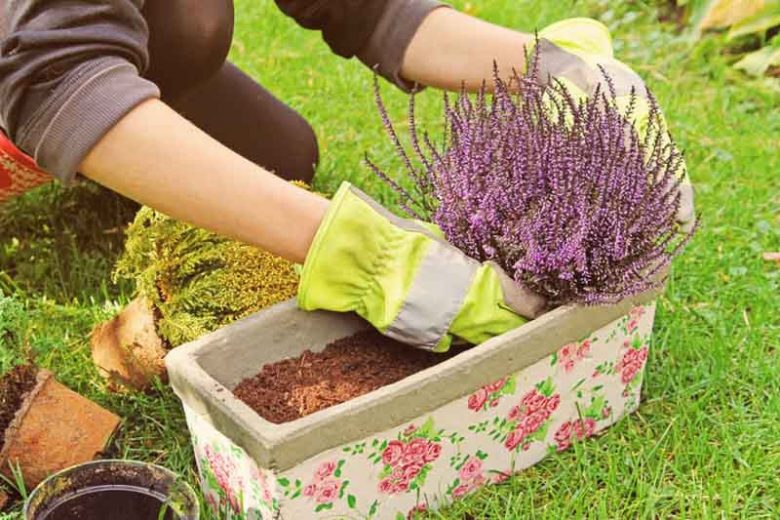 Heath And Heather Plants: How To Grow And Care